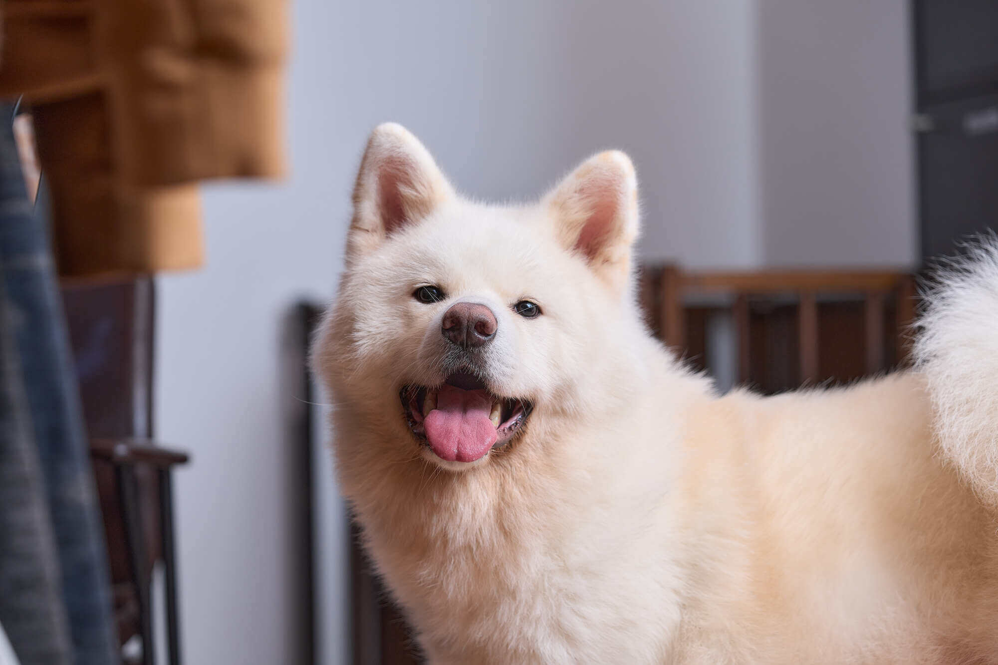 秋田犬の平均寿命